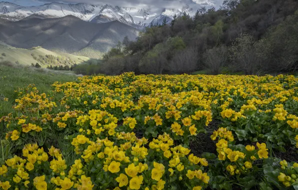 Picture landscape, flowers, mountains, nature, meadow, Ingushetia, Elena Guseva