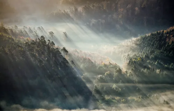 Picture forest, mountains, fog, the sun's rays