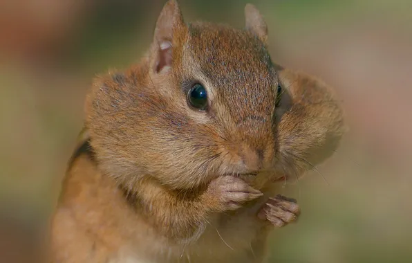 Hamster, animal, rodent