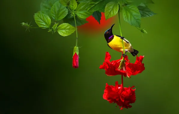 Picture flower, leaves, nature, bird, India, buds