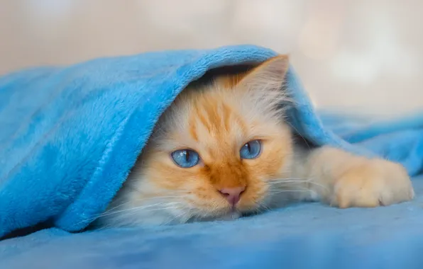 Cat, cat, look, pose, fluffy, red, lies, plaid