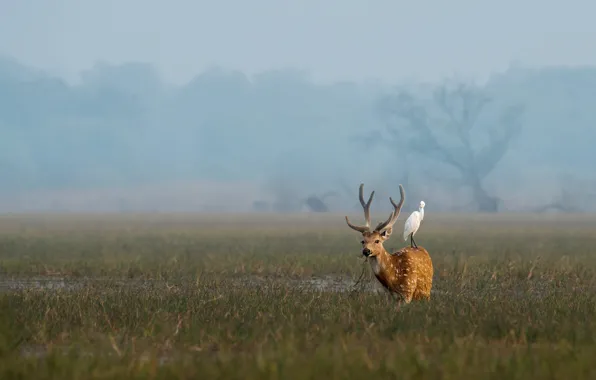 Field, grass, fog, bird, deer, fawn, a couple, Duo