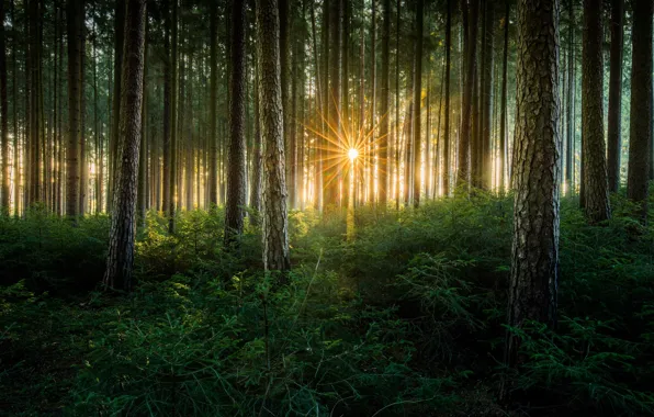 Forest, the sun, rays, light, trees, nature