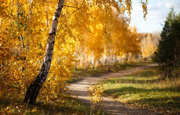 Road, autumn, forest, nature, birch, Russia