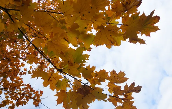 The sky, nature, widescreen, Wallpaper, wallpaper, background, maple leaves, the Wallpapers