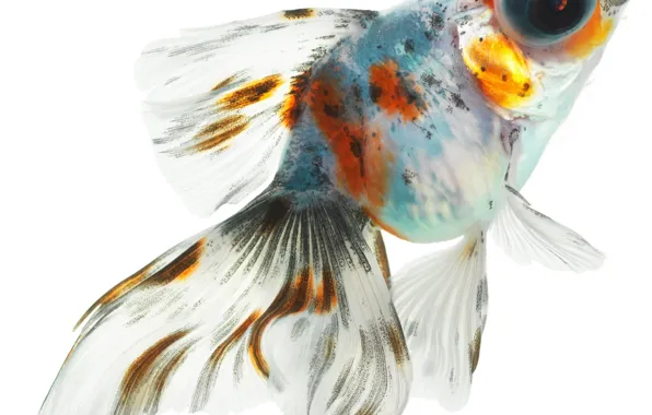 Picture white, fish, orange, transparent, background, blue, fish, colorful