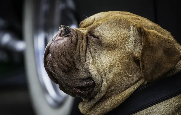 Face, portrait, dog, collar, dog