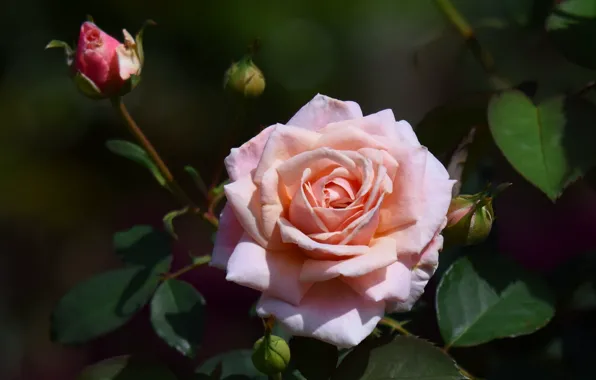 Picture flowers, pink, pale pink, the dark background, garden, roses, leaves, bokeh