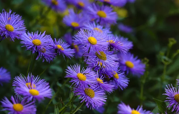 Wallpaper the bushes, flowers, garden, lilac, bokeh, asters, flowerbed