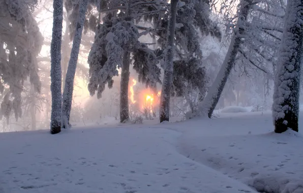 Picture winter, the sun, snow, trees, nature, fog, photo