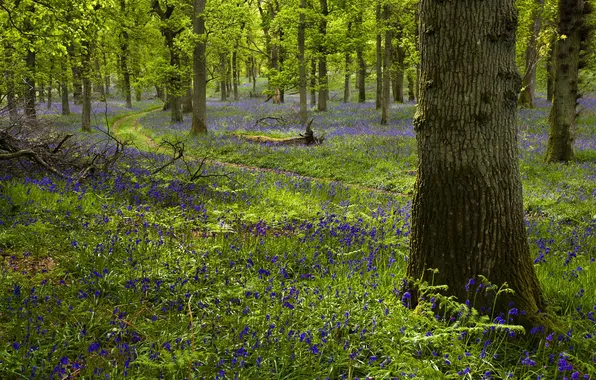 Picture Morning, Woodland, Kinclaven, Bluebell Wood