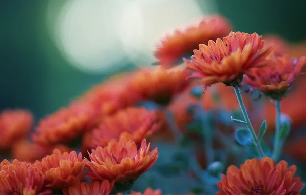 Picture flowers, orange, focus, blur, chrysanthemum