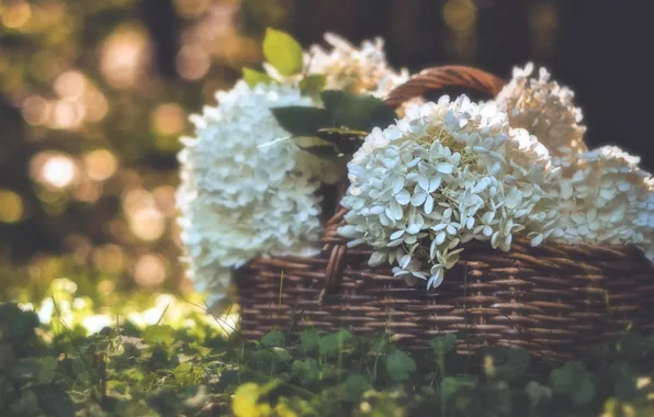 Grass, basket, hydrangea