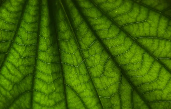 Picture leaves, macro, background, Wallpaper, leaf, photos, green macro