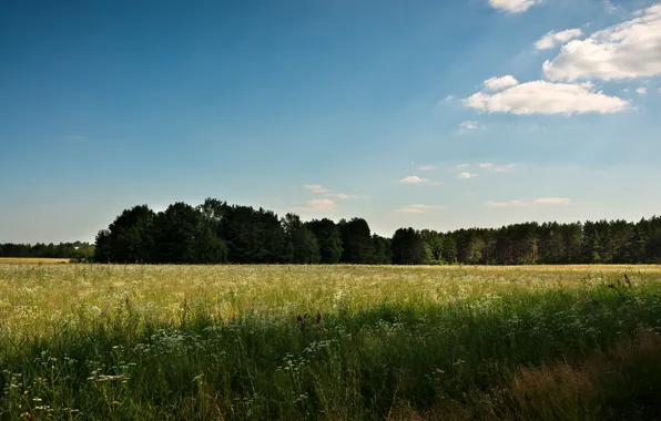 Field, forest, the sky, rays, trees, space, Russia, Kazan