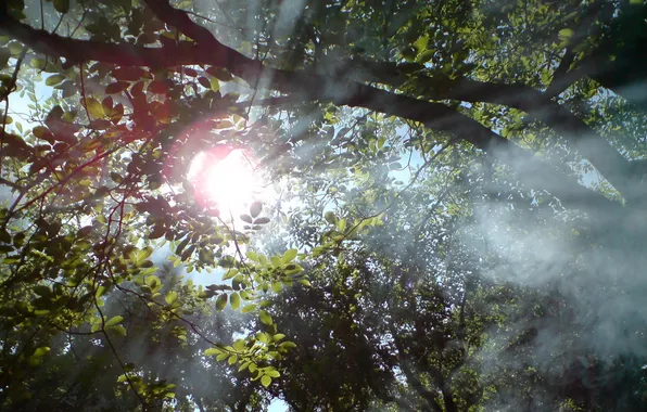 Forest, the sun, rays, light, trees, branches, foliage