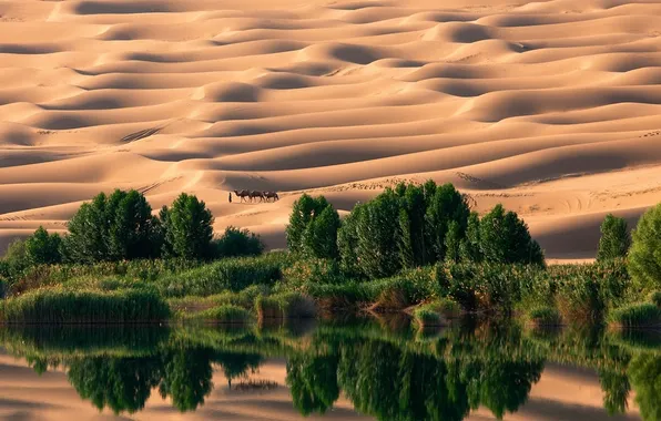 Sand, trees, lake, desert, dunes, oasis, caravan, Libya
