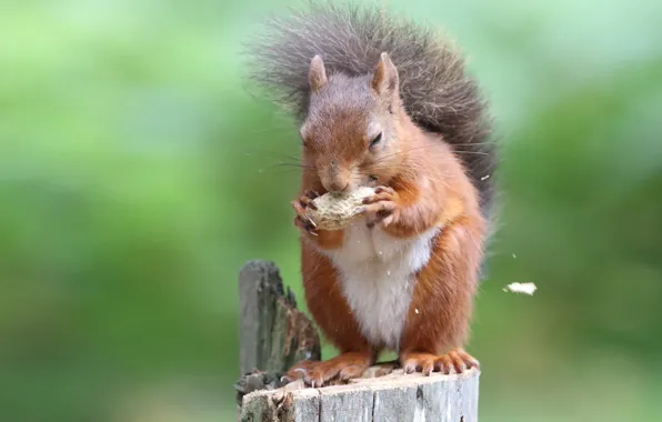 Picture stump, protein, nuts, yummy, green background, rodent, peanuts, meal