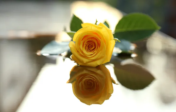 Flower, leaves, reflection, rose, yellow