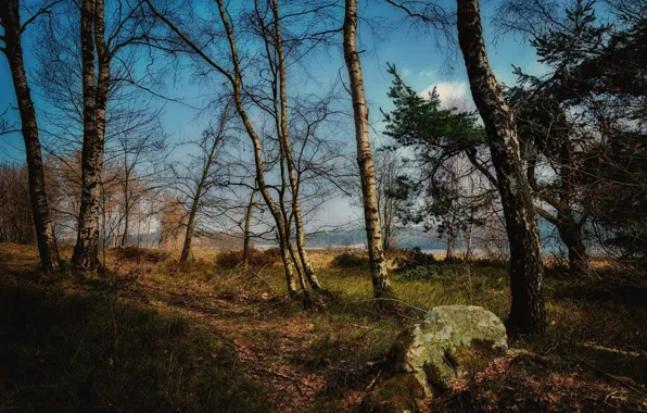 Picture autumn, forest, grass, trees, branches, nature, blue, shore