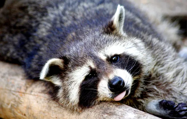 Picture language, face, pose, stay, portrait, raccoon, lies