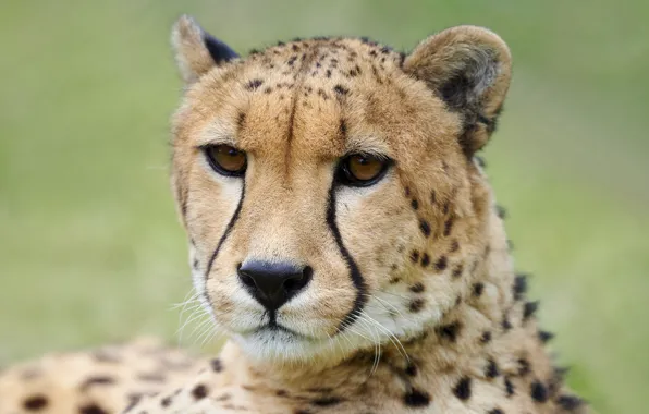 Picture look, face, background, portrait, Cheetah