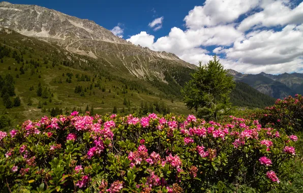Clouds, flowers, mountains, the slopes, pink, flowering, the bushes, rhododendrons