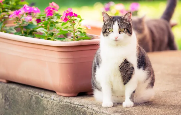 Cat, cat, look, flowers, pose, garden, pink, box