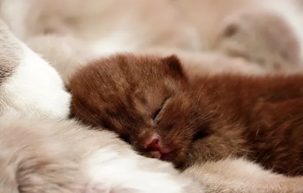 Cat, pose, kitty, sleep, baby, sleeping, lies, fur