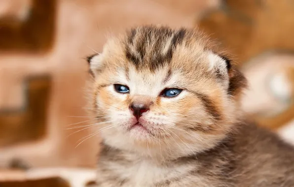 Cat, look, pose, kitty, portrait, baby, cute, face