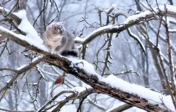 Snow, bird, grey cat, sitting on a branch