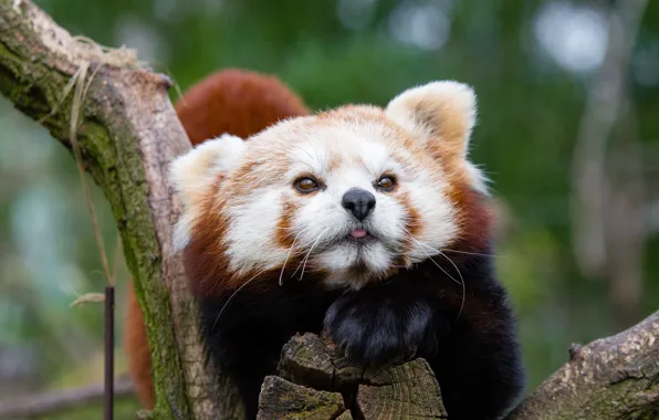 Picture face, red Panda, red Panda, spotted