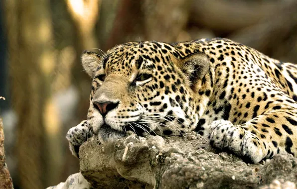 Face, leopard, Lazy Leopard