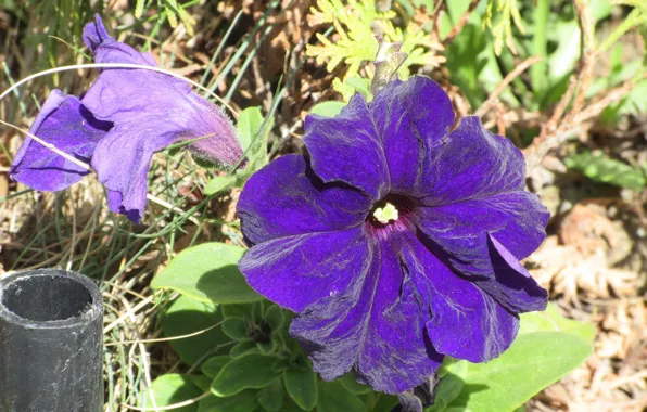 Macro, Petunia, April, spring 2018, Mamala ©