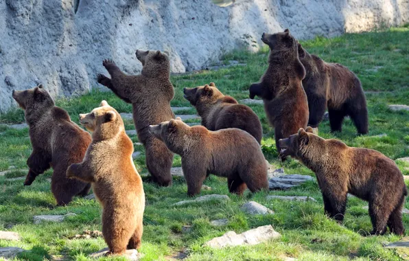 Stones, rocks, pack, bear, bears, brown bear, bears, a lot