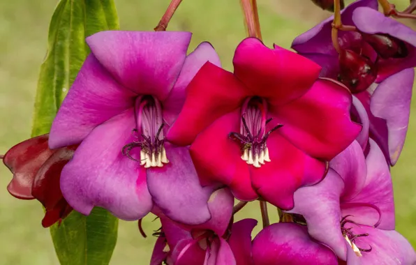 Macro, flowers, petals, Mariana noble