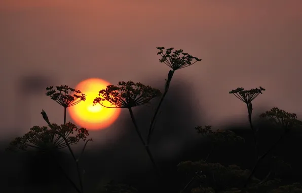 The sky, the sun, sunset, plant, silhouette