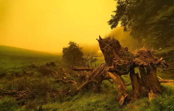 Field, forest, fog, dawn, stump, morning, snag
