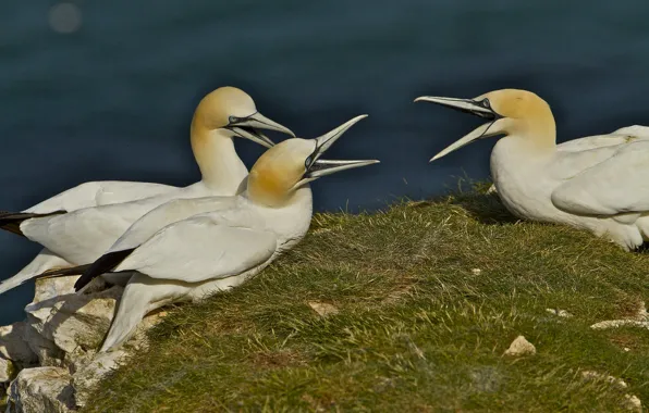 Grass, nature, Birds, Boobies