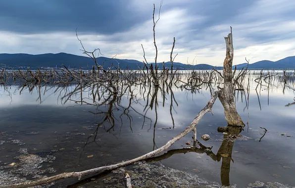 Nature, river, shore