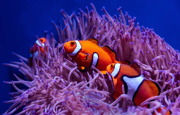 Picture sea, water, fish, two, fish, pair, underwater world, under water
