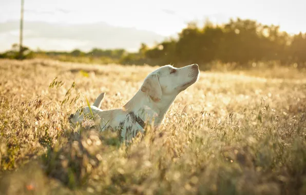Field, mood, dog, the grass is dry