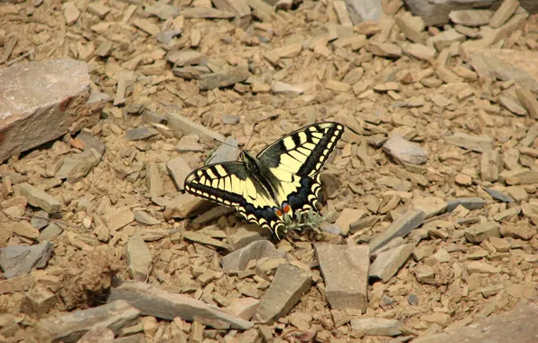 Animal, the butterfly, beautiful butterfly