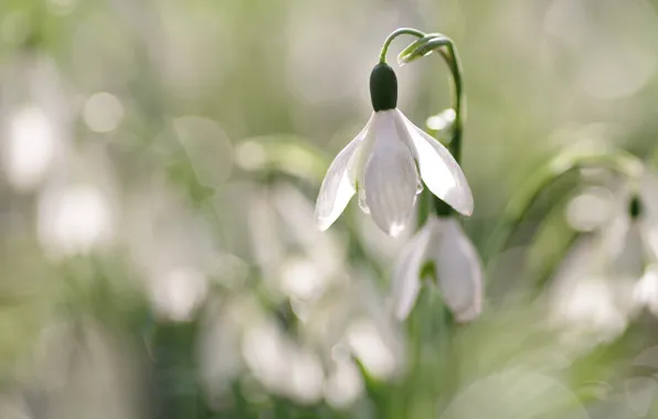 Flower, light, flowers, glade, blur, spring, snowdrops, white