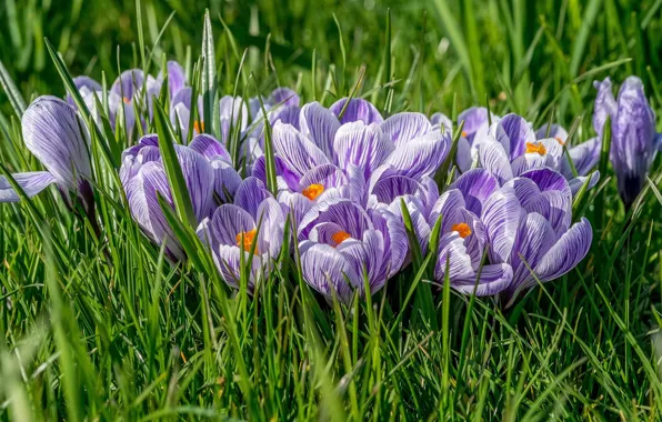 Picture grass, flowers, spring, crocuses, lilac