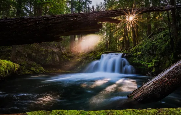 Picture forest, river, waterfall, Oregon, Oregon, logs, Whitehorse Falls, Waterfall Whitehorse