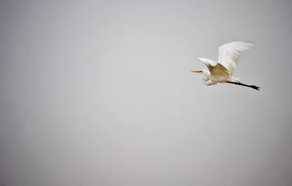 Picture flight, wings, Heron, the gray sky