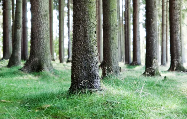 Trees, nature, photo, tree