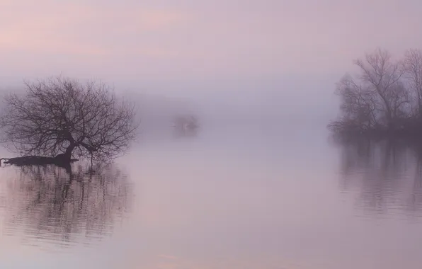 Water, trees, fog, lake, reflection, ruffle, morning