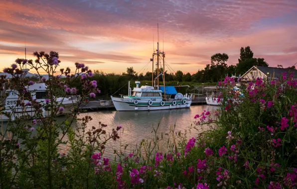 Picture the sky, flowers, river, Canada, boat, Canada, rivers, sunsets